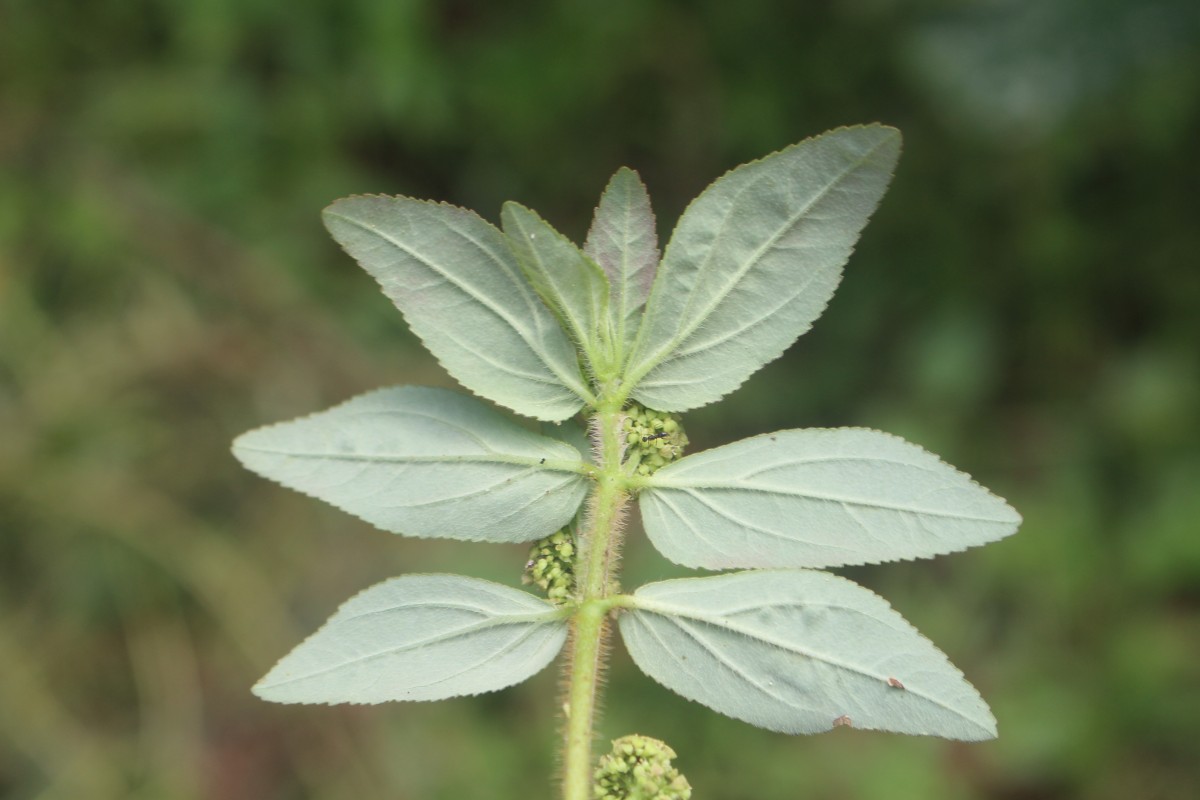 Euphorbia hirta L.